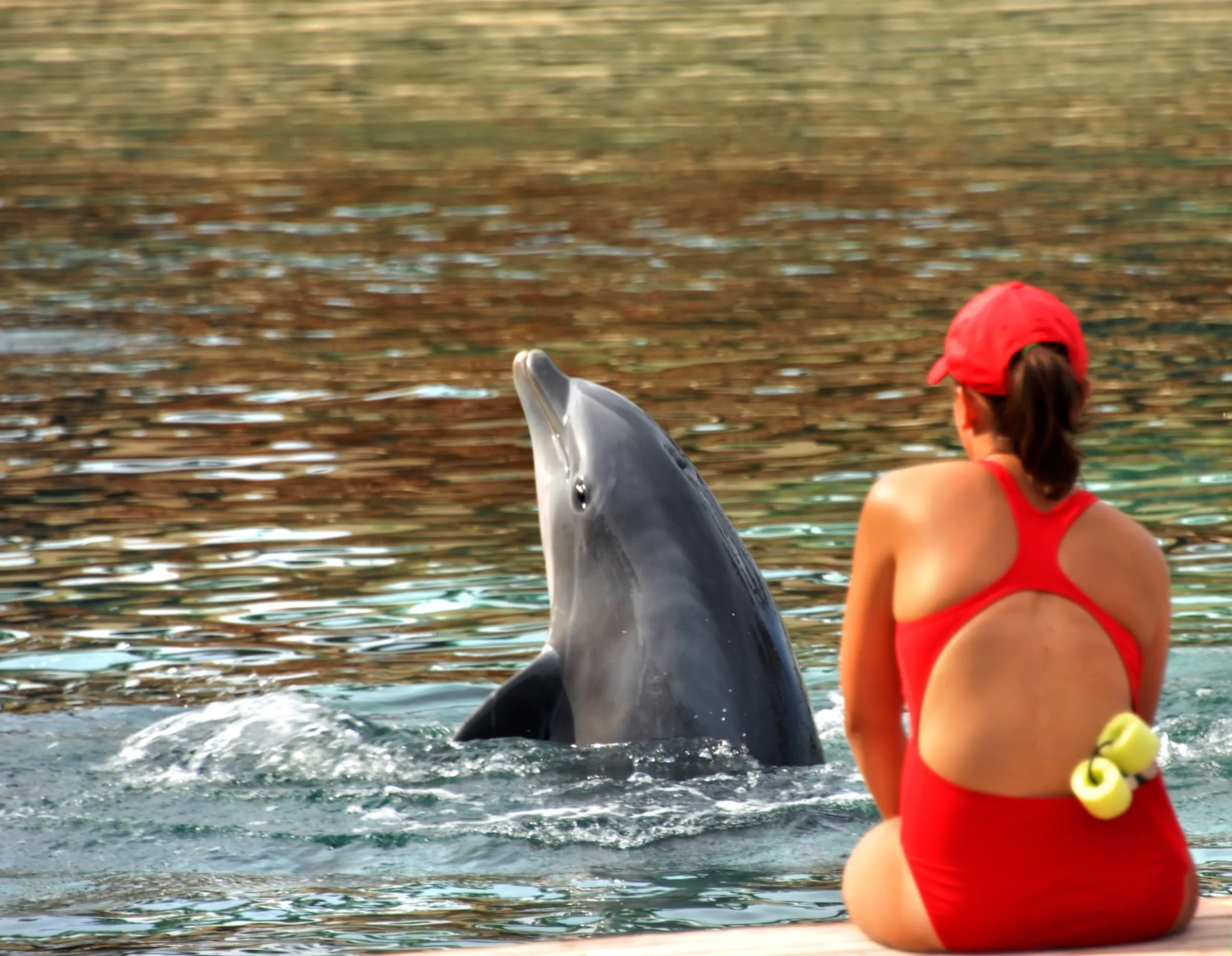 Bottlenose dolphins in a saltwater lagoon at Dolphin Quest, Waikoloa