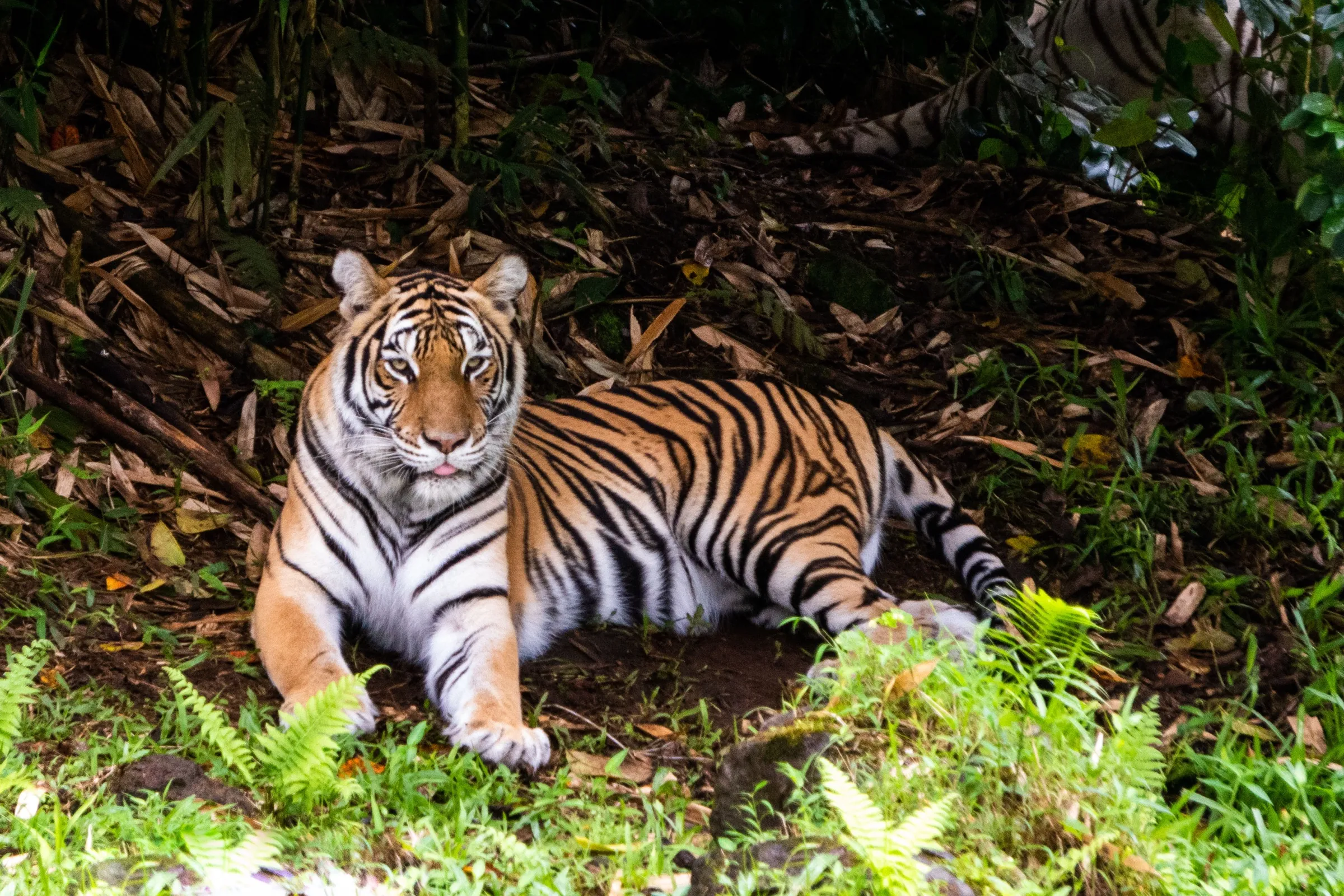 A tiger resting in lush greenery at the Pana'ewa Rainforest Zoo near Hilo