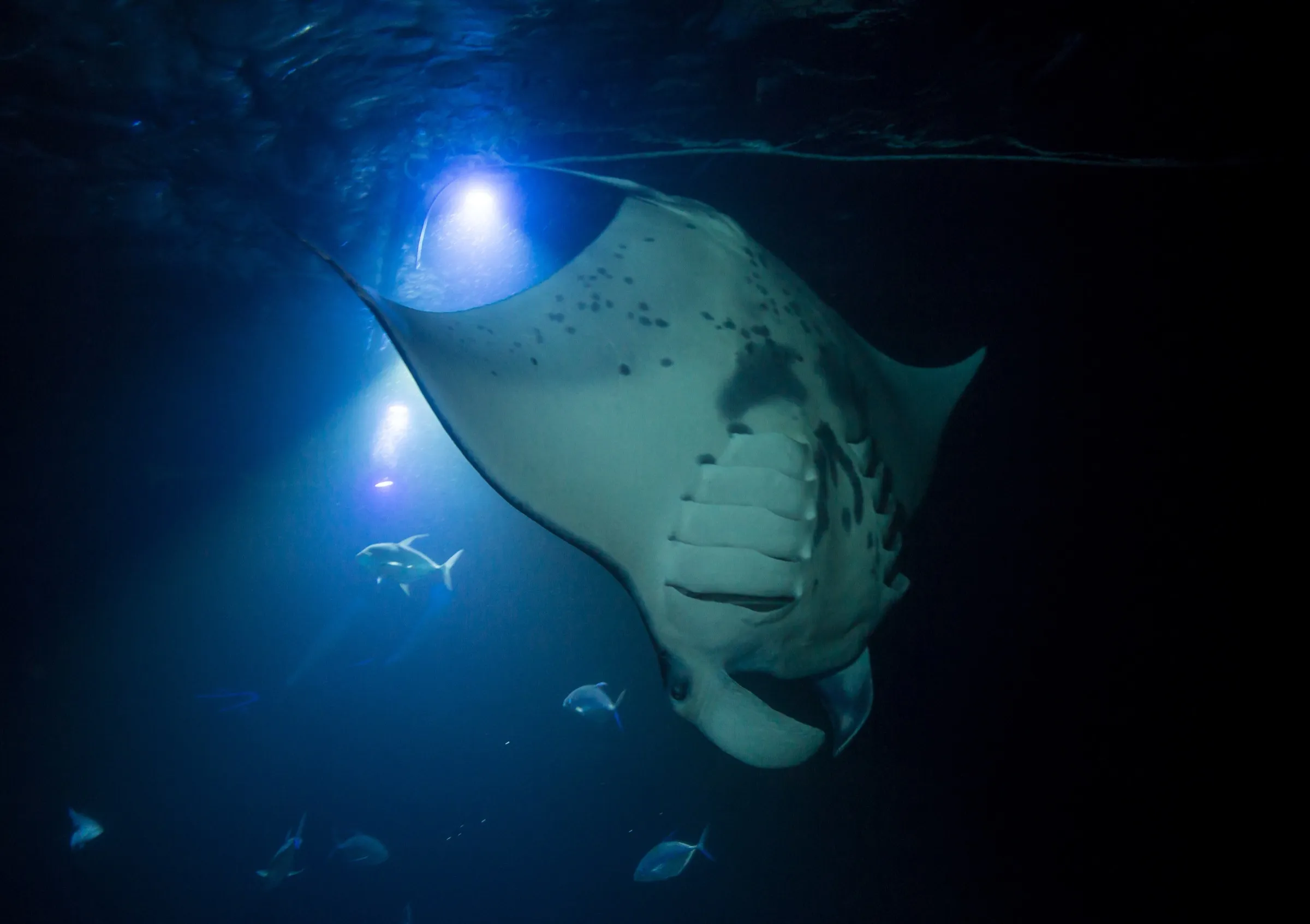 A giant Pacific manta ray gliding through blue water lit from above