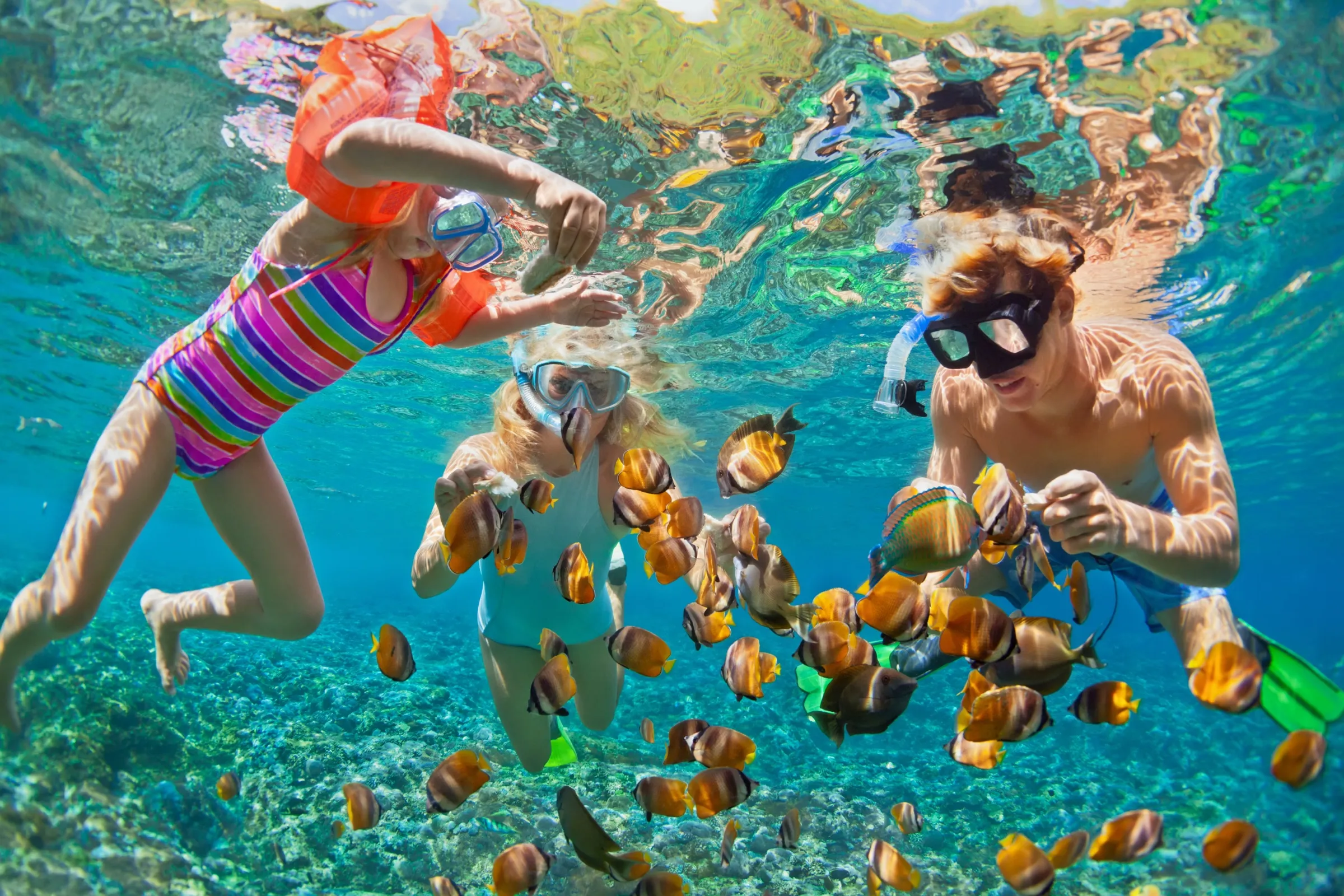 A snorkeler floating above a coral reef full of yellow tang off the Kona Coast