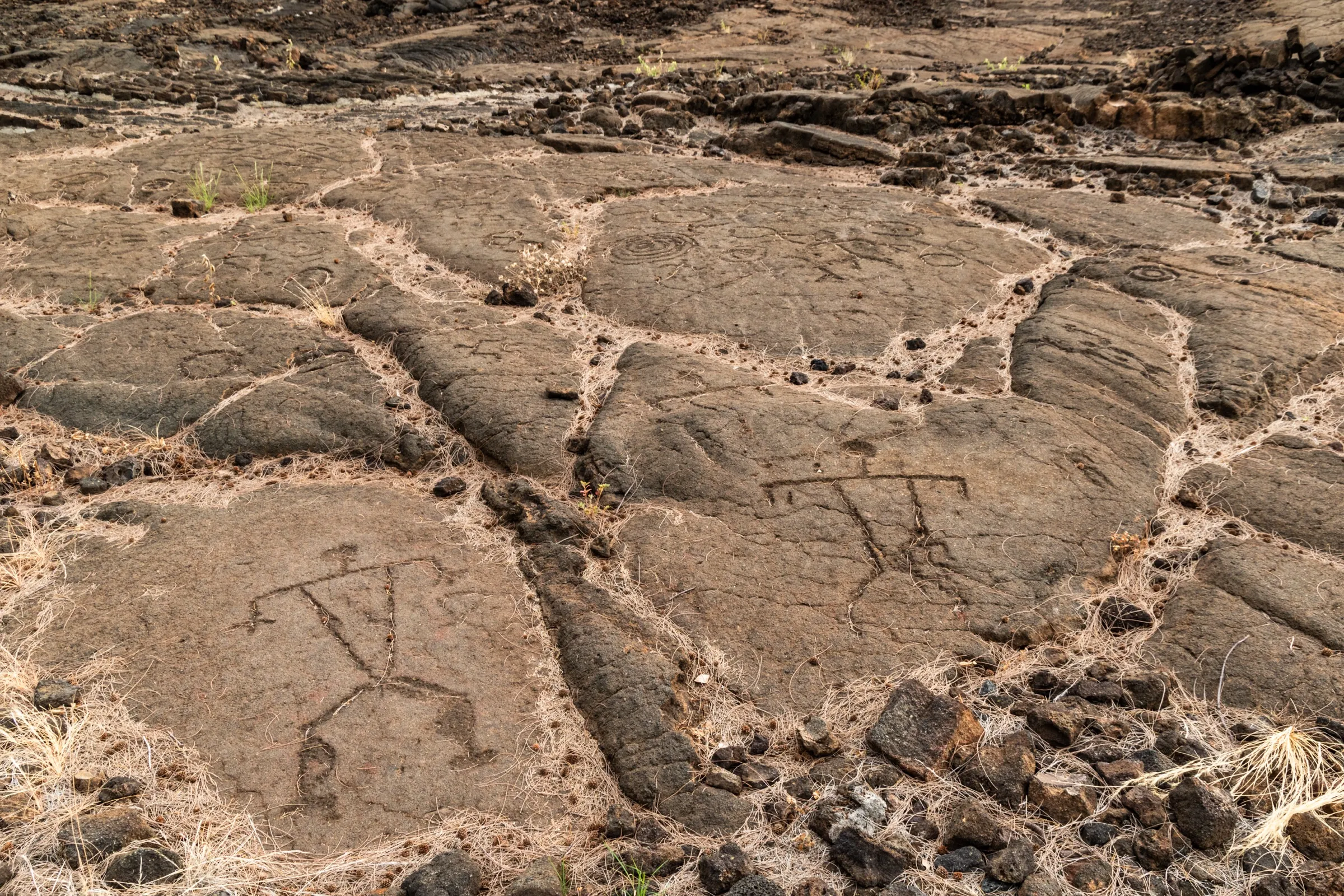 Ancient Hawaiian petroglyphs carved into a smooth lava rock field