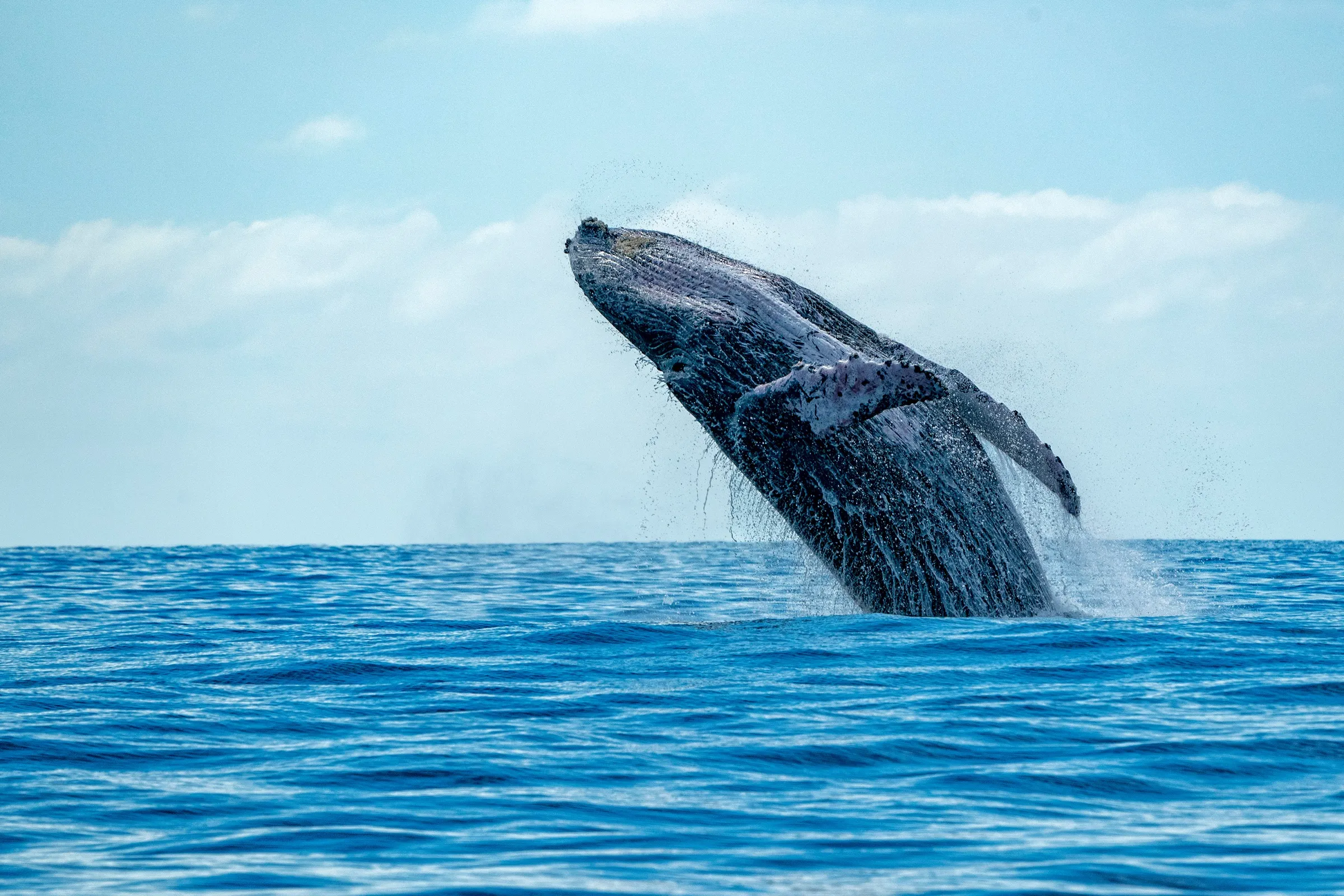 A humpback whale breaching off the Kohala Coast on a clear winter day